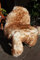Alpenfell Merino Schaffell Lammfell geflammt groß Merinoschaf 120-130cm echtes Fell ökologische Gerbung