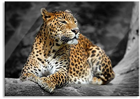 Pixxprint Glasbild, Wandbild aus Echtglas, Wunderschöner Leopard in der Natur, 100x70 cm, inkl. Aufhängung und Abstandshalter