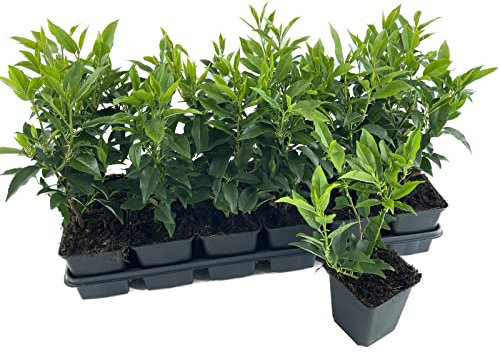 Portugiesischer Kirschlorbeer | 1 Stück | Prunus lusitanica angustifolia von Intragarten | winterhart und immergrün | Heckenpflanze im 9x9cm Topf