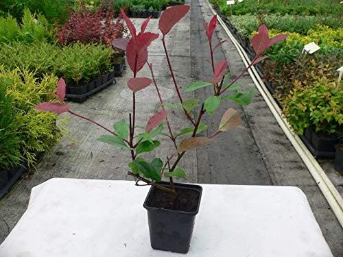 Portal Cool Photinia Fraseri Red Robin | Frappant Rouge Jeune Croissance | 9cm Pot