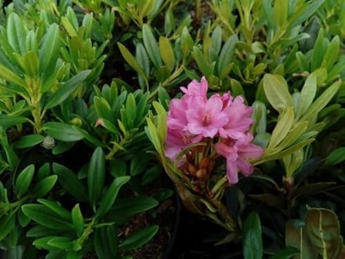 Rostblättrige Alpenrose - Rhododendron ferrugineum 15-20cm