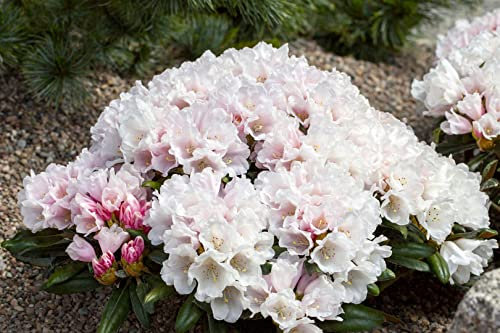 Rhododendron yakushimanum 'Edelweiß' 30–40 cm – Winterhart, Immergrün, Mehrjährig – Rhododendron – Zierstrauch für Garten & Kübel