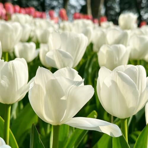 2 pcs tulpenzwiebeln bio - winterharte kübelpflanzen, gartenpflanzen exotische pflanzen winterhart, blumen deko tulpen zwiebeln, frühlingsblumen steingartenpflanzen winterhart, hochbeet