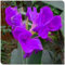 Canna zwiebeln,blumenzwiebeln mehrjährig winterhart,canna knollen,canna pflanze knolle,winterharte pflanzen für garten,Zierpflanzen,tropischer Stil.-1zwiebeln-Purple