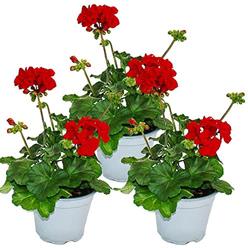 Exotenherz - Geranien stehend - Pelargonium zonale - 12cm Topf - Set mit 3 Pflanzen - dunkelrot