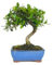 Bonsai olivo 7 años - Olea europea - Bonsai natural - Planta viva