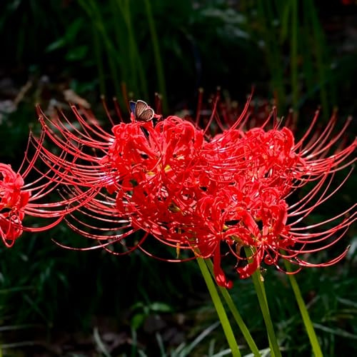 4bulbi lycoris radiata, giglio ragno, giardino roccioso resistenti da giardino balcone resistenti all'esterno a precoce regali