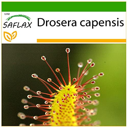 SAFLAX - Sonnentau - 200 Samen - Mit keimfreiem Anzuchtsubstrat - Drosera capensis