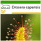 SAFLAX - Sonnentau - 200 Samen - Mit keimfreiem Anzuchtsubstrat - Drosera capensis