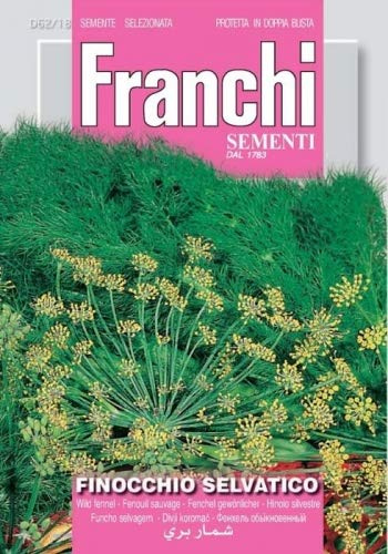 Gewöhnlicher Fenchel Selvatico