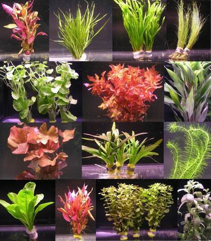 Aquarium Pflanzen Samen Aquariumpflanzen Wasserpflanzen Deko - Seltene Pflanzen Serie - Mix Bonsai PflanztöPfe Hydrokultur Pflanze Zimmerpflanze Plants Pflanztopf Balkongarten Balkon 300Stück