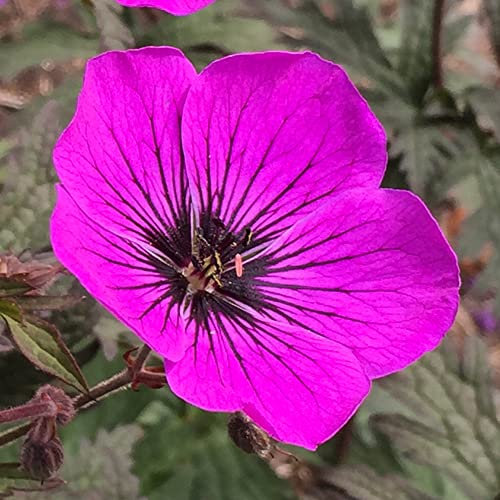 Géranium Dark Eyes, plantes prêtes pour le jardin extérieur, en pot.