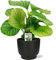 Calathea Orbifolia - Korbmarante - Zimmerpflanze - Ø14cm - 50cm + Potenza Topf Schwarz Ø15x13cm