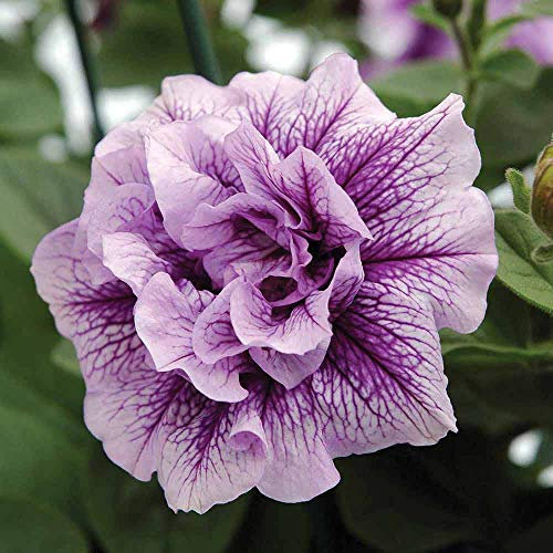 Petunia Plug Plants, Trailing Summer Flowering Bedding Plants, Purple Double Flowers, Patios & Hanging Baskets, 5 x Petunia Frills & Spills Priscilla Plug Plants by Thompson & Morgan