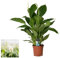 Blumen-Senf Spathiphyllum Verdi – Friedenslilie, ca. 75 cm, Pflegeleichte Zimmerpflanze, luftreinigend, für Zuhause