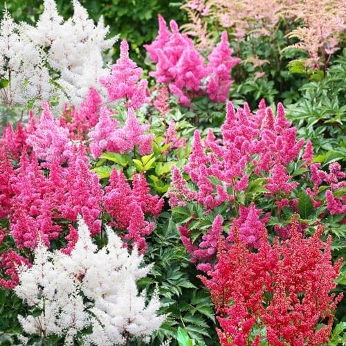 Collezione di Piante di Astilbe Resistenti al Freddo (10 radici/Bulbi) - Mix di 5 Varietà per Giardino - 2 per Ogni Colore - Grandi Piante Perenni dall’Olanda (no Semi) - Bianco-Rosso-Rosa-Viola