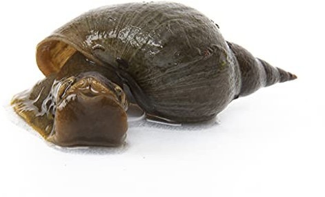 Lincolnshire Pond Plants Ltd - 5 x Lymnaea Stagnalis (Greater Pond Snail) - Fish or wildlife pond and bog aquatic plants