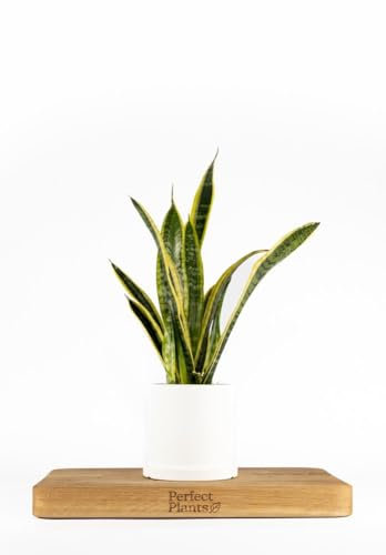 Perfect Plants Snake Plant Sansevieria Laurentii 55-65cm Tall Indoor Plant