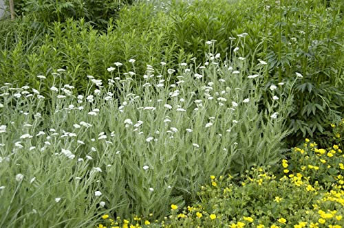Achillea millefolium ca. 9x9 cm Topf, Schafgarbe, weiße bis rosa Blüten, Blütezeit Juni-September, ideal für Rabatten, bienenfreundlich, pflegeleicht