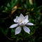 semi di gardenia, gardenie, semi di fiori recisi alberi sempreverdi resistenti piante perenni resistenti e perenni fiori da balcone piante amiche giardino fiorito rampicanti 25pcs