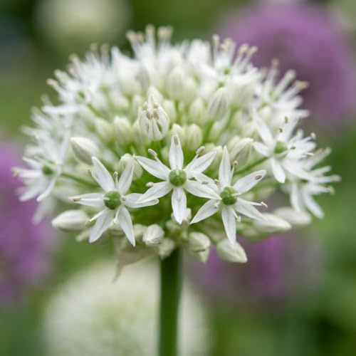 GreenboutiQ - Blumenzwiebeln - Allium Zwiebeln Mount Everest - Bulbs Hardy Perennial - Farbe Weiß - 3 Stück - Zwiebelgröße 16/18 - XXL Pack