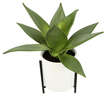 Künstliche Sukkulente im Topf mit Gestell Sukkulentenpflanze Dickblatt Pflanze Kakteen Kaktus Aloe Vera Grünpflanze Zimmerpflanze Kunstpflanze Sansevieria Kunstblume Topfpflanze Yucca Deko Kalanchoe
