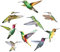 Fahrradsticker Jungen Kindergartenbilder 1 9 im Set von Kolibri Aufkleber für Fenster Kollisionsfenster clings Vogelwarnung Abziehbilder Real Baby Mädchen (Multicolor, One Size)