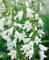 Campanula sarmatica ca. 9x9 cm Topf - Sarmatische Glockenblume, blaue Blüten, Blütezeit Juni-August, ideal für Steingärten, pflegeleicht und winterhart