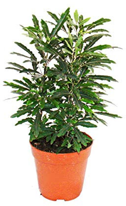 Exotenherz - Fingeraralie - vert - Dizygotheca elegantissima - facile d'entretien - pot de 12 cm