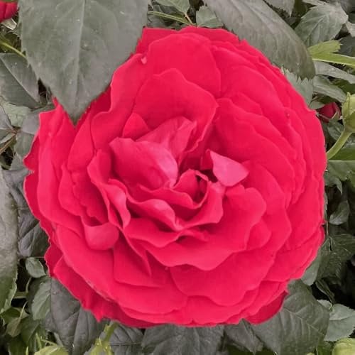 YouGarden Rose 'Loving Memories', Established Plant in 3-4L Pot, Ready to Plant Velvet Red Bush Rose for Pots, Beds, or Borders