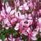 6 x Prachtkerze 'Cherry Brandy' - Gaura Lindheimeri 'Cherry Brandy' Topf 9x9cm: Dunkelrosa Blüten, kompakter Wuchs, wunderschöne Akzente im Garten.