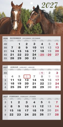 Kalender 2026 Wandkalender 3-Monats-Kalender Wandplaner Dreimonatskalender (Pferde)