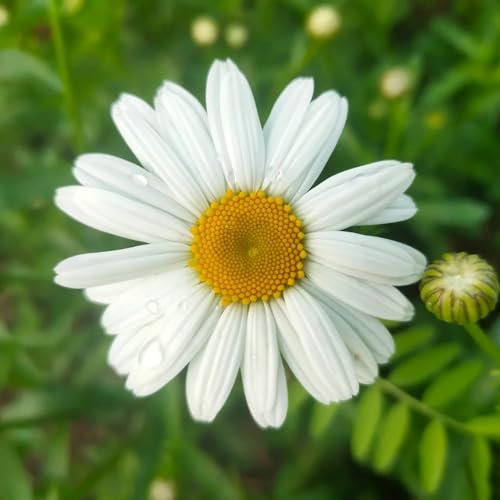 800 pcs margeriten samen mehrjährig, margeritensamen, winterharte blumen garden (Leucanthemum vulgare) topfpflanzen für draußen garten geschenke pflanzen samen indoor winterharte balkonpflanzen