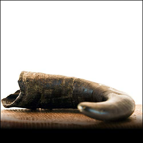 Büffelhorn L (400g+) - 1Stk. - von George & Bobs -