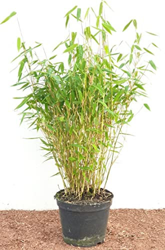 Fargesia murieliae 'Jumbo' 40-60 cm - Gartenbambus, immergrün, winterhart, ideal für Hecken und Sichtschutz, pflegeleicht