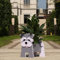 Suitchoi Kleiner Schnauzer Geschenke für Frauen Pflanzkübel Topf Dekor Zwergschnauzer Niedlicher Blumentöpfe für Outdoor Garten Dekoration Weihnachten oder Geburtstagsgeschenke,S Schnauzer Grey