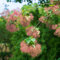 20 pcs perückenstrauch pflanze samen, exotische pflanzen, gartensamen (Cotinus coggygria) geschenk garten, bienenweide bonsai baum echt, seed bäume kaufen, pflanze balkon, winterharte