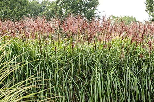 Chinaschilf 'Rotsilber' im Topf Miscanthus sinensis winterhart Sichtschutz