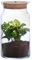Dehner Flaschengarten Kaffeepflanze mit LED, 3-teilig inkl. 1x Kaffeepflanze, Terrarium/Zubehör, 15 x 23 cm, Glas/Naturmaterial