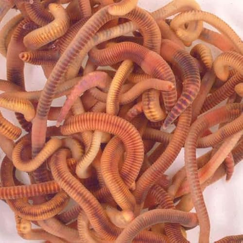 Wiggly Wigglers Composting Worms Composting Worms Vermicomposting Red Wiggler Compost Earth Worm For Garden & Farm Composter | Tiger Worms (250g)