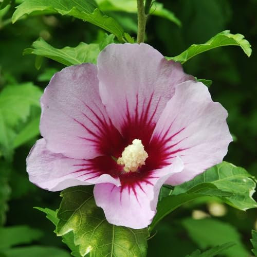 Pianta vera di Hibiscus syriacus Hamabo - Diametro Vaso Ø 19 cm