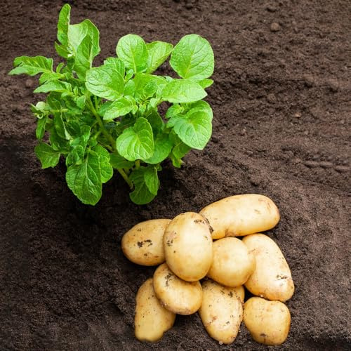semi di patate da semina-vasi per,da giardino Semi di ortaggi invernali,da giardino Giardino decorativo,200pcs