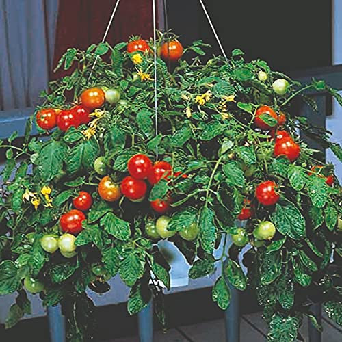 20 Seeds of F1 Tumbler Tomato