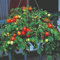 20 Seeds of F1 Tumbler Tomato