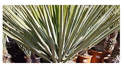 Pcs - 10x Yucca Rigida (Yucca Luminosa) Bleu Yucca Jardin Plantes - Graines ID976 - Seeds & Plants Shop by Ipsa