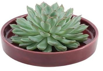 Sukkulente – Echeveria Pulidonis Rootless – in Keramikschale Rot Ø20cm 5cm – pflegeleichte Schnitt-Sukkulente ohne Wurzeln – dekorative Tischdeko & Geschenkidee