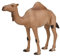 MOJO Arabisches Kamel, realistische Internationale Tierwelt, handbemalte Spielzeugfigur
