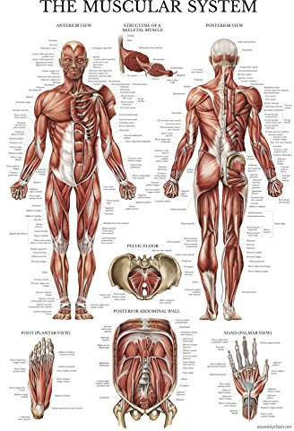 Palace Learning Anatomisches Poster Muscular System – laminiert – Muskel-Anatomie-Diagramm – doppelseitig (45,7 x 68,9 cm)