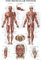Palace Learning Anatomisches Poster Muscular System – laminiert – Muskel-Anatomie-Diagramm – doppelseitig (45,7 x 68,9 cm)