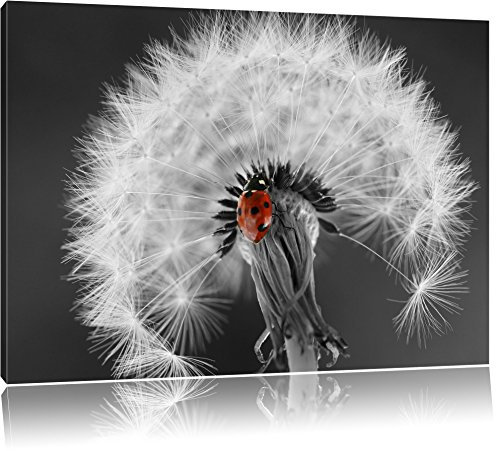 Pixxprint schöner Marienkäfer auf Pusteblume B&W, Größe: 100x70cm, Leinwandbild, fertig gespannt, Wandbild, Dekoration, Kunstdruck, kein Poster